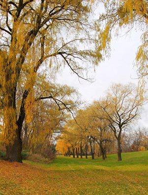 تاج طلایی پاییز